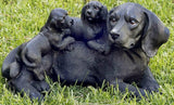 Black Labrador Retriever Mom and Puppy Dog Lawn & Garden Indoor Outdoor Statue